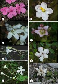 Image result for Harveya alectroides