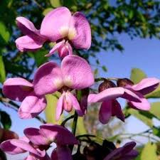 Image result for Philenoptera