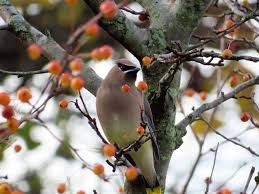 Birds Of Central Illinois Cedar Waxwing In Central Illinois Photo By Travis Henke In 2020 Nature Birds Cedar Waxwing Central Illinois