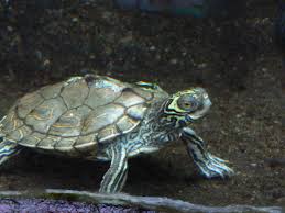 The barbour's map turtle is the largest species of map turtle. Image Graptemys Barbouri Barbour S Map Turtle Biolib Cz