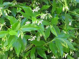 Fragrant plants like this one add ambiance, and the dark green leaves on this shrub are visually appealing. Night Blooming Jasmine Bush Climber Groundcover Jasmine Plant Plant Leaves Bloom