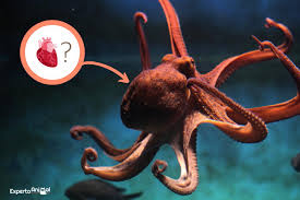 +49 7621 168 01 03 email: Cuantos Corazones Tiene Un Pulpo