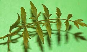 Image result for Berula erecta