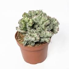 Image result for Euphorbia lissosperma