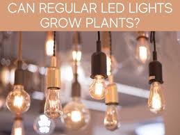 Be sure not to overheat the plant or to give it too much sun. Can Regular Led Lights Be Used As Grow Lights Greenhouse Today