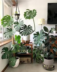 Monstera Deliciosa Tropical Plants Girlfriend Is Better House Plants Indoor Plants House Plants Decor