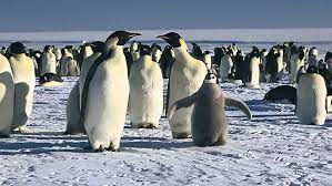 They walkmarching day and night into the continent in the world 70 miles in file. Watch March Of The Penguins Prime Video