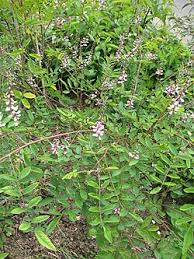 Image result for Indigofera hedyantha