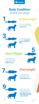 In both cases, you divide your weight by your height raised to the power of 2. Discover Your Dog S Bmi Body Condition Score Dog Rating Tractive Blog