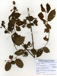 Image result for Keetia