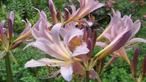 Check spelling or type a new query. Common Plants That Are Poisonous To Dogs And Cats Rufus And Delilah