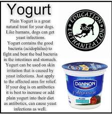Plain Yogurt Is A Great Treat That Can Help With Yeast Infections In Your Dog Dog Yeast Infection Skin Dog Yeast Infection Yeast Infection Treatment