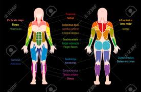 Muscle Chart With Most Important Muscles Of The Female Body