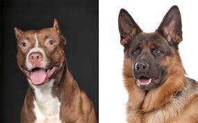 He is a medium to large sized breed with the tendency of possessing the look of a bigger pit bull with the coloring of the german shepherd. All About The German Shepherd Pitbull Mix Shepherd Pit