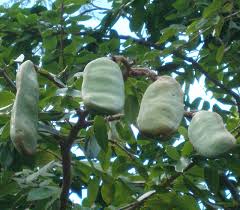 Image result for Hymenaea courbaril