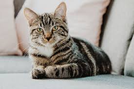 Bladder cancer is characterized by the presence of blood in urine. Top 10 Smartest Animals Have Been Ever Found Grey Tabby Cats Tabby Cat Cat Pics