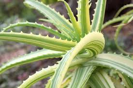 Image result for Aloe arborescens