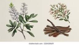 3,995 Glycyrrhiza Royalty-Free Images, Stock Photos ...