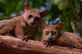 Check spelling or type a new query. Introduction To Bush Babies As Pets Pethelpful