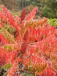 May be difficult to find in nursery trade. Sumac Trees Are Unsung Garden Trees Hgtv