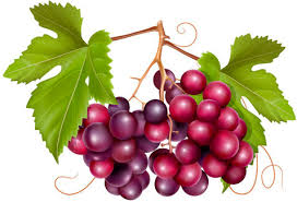 Set fresh bunch of grapes purple white and rose. Grape Wine Clip Art Free Vector Download 223 795 Free Vector For Commercial Use Format Ai Eps Cdr Svg Vector Illustration Graphic Art Design
