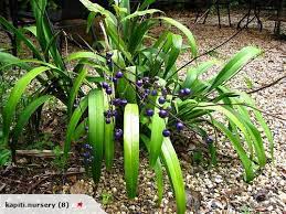 Pin On New Zealand Native Garden