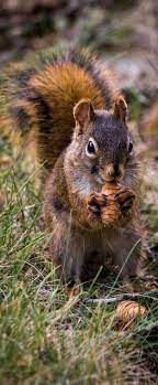 About Wild Animals Picture Of A Squirrel Eating Mammals Squirrel Pictures Cute Animals