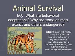 In the wild, animals need to be able to run, fly or swim quickly, be good at hiding, and always have one eye open to look out for danger. Animal Survival Eq What Are Behavioral Adaptations Why Are Some Animals Extinct And Others Endangered S4l2 Students Will Identify Factors That Affect Ppt Download