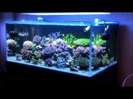 Jono Chang S Reef Is A Stunning System In New Zealand Aquarium Saltwater Aquarium Coral Reef Aquarium