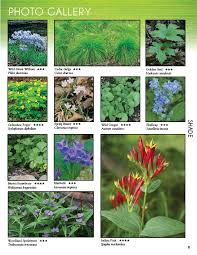 The fall fruit is a delicate custardy treat. Picture Wildflower Garden Trees To Plant Wild Flowers
