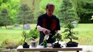 5 Cara Membuat Bonsai Untuk Pemula Gampang Banget