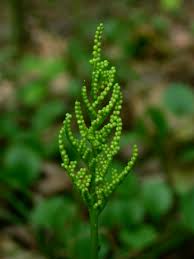 Image result for Ophioglossaceae