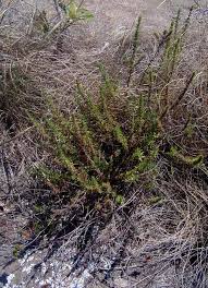 Image result for Anthospermum