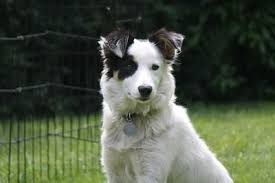Dog Breeds That Attach To One Person Hellow Dog Border Collie Dog Collie Dog Dog Breeds