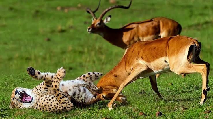 Life Is Not Easy When Antelope Confronts Cheetah - Antelope Is Completely Powerless Against Cheetah (2)