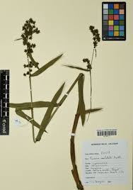 Image result for Fuirena abnormalis