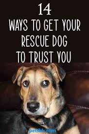 14 Ways To Get Your Rescue Dog To Trust You The Pets Kb Rescue Dogs Dog Quotes Dogs