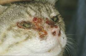 Feline Calicivirus Infection