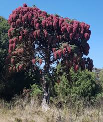 Image result for Hagenia abyssinica