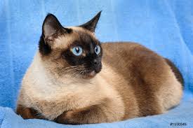 Die „siamkatze auch „siamese genannt, stammt ursprünglich aus dem ehemaligen siam, dem heutigen thailand. Nahaufnahme Einer Siamkatze Foto Vorratig Crushpixel