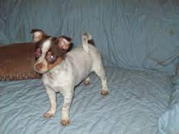 Puppyfinder.com is your source for finding an ideal chihuahua puppy for sale in delaware, usa area. Chihuahua Puppies In Oregon