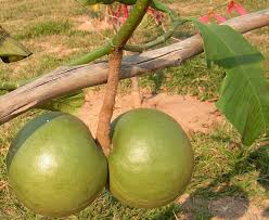 Image result for Tabernaemontana pachysiphon