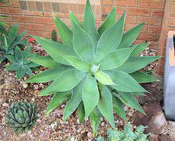 Check spelling or type a new query. Drought Tolerant Gardens South Australia Jim S Mowing Guys Loving It