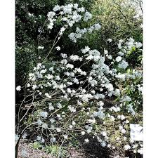 Image result for Amelanchier ovalis