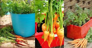 Their larvae then go on to eat the carrot roots. Growing Carrots In Containers Carrot Care In Pots