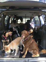 4.6 out of 5 stars 972. Pooper Scooper Dog Walking Service Home Facebook