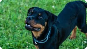 Gemini rottweiler and pitbull rescue address: Top 6 Best Rottweiler Breeders In Missouri Mo State 2021 Wowpooch