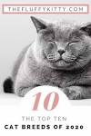 Cat Breed Selector - Which Cat is right for me? - Cat ...