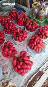 Image result for Uvaria edulis