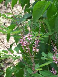 Image result for Indigastrum parviflorum